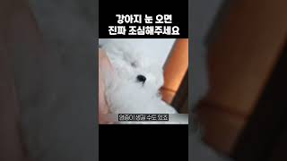 강아지 키우면 눈 올 때 조심해야하는 이유 (지금 난리에요)