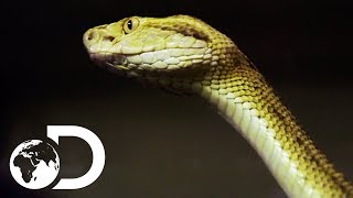 Getting Up Close And Personal With Brazil's Golden Lancehead Snake | Treasure Quest: Snake Island