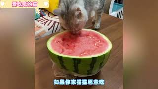 爱吃肉的猫不少，爱吃瓜的猫确实少见