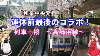 【運休前最後のコラボ】高師浜線列車と桜　～和泉中央からかけつけます～