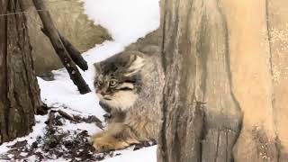 Pallas's cat 爪研ぎポリーちゃん　マヌルネコ　那須どうぶつ王国　2025年1月1日