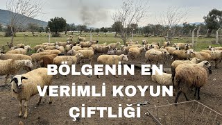 KARYA KIVIRCIK TAHIROVA KOYUN VERİM ÖZELİĞİ.