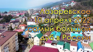 Самый большой дуб в России, Лазаревское пляж Морская звезда, Чемитоквадже погода.