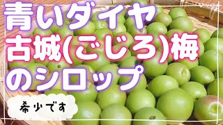 【古城梅のシロップ】大正後期から栽培されている、収穫量も少ない青梅でシロップを仕込みました