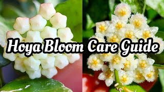 Hoya Lacunosa in Bloom || HOYA BLOOM CARE GUIDE || How to Get Your Hoya to Bloom