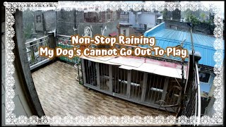 Non-stop Raining My Dog's Cannot Go Out To Play