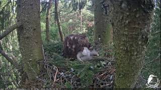 Mošanās Mazais ērglis Clanga pomarina, ligzda eglē Lesser spotted eagle in spruce, Zemgale, Latvia