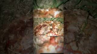 Youtuber Finds Demonic Object In Backyard