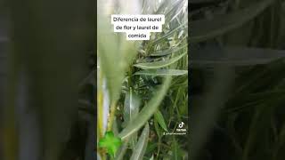 Diferencia entre laurel de comida y laurel en flor