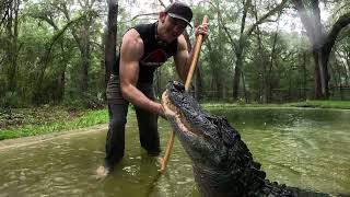 10ft Gator Feeding Bears Sanctuary Vlog