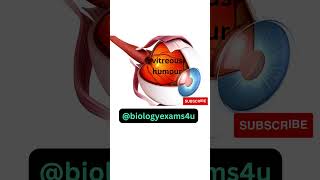 Eye 3D Animation 360 Degree | Sense Organs Animation | Biology Animation @biologyexams4u