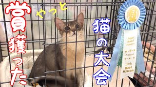 【大興奮】やっとの思いで行った猫大会で衝撃的な事が起きました❗️【ソマリ】