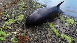 Dead dolphins wash up on Mauritius beach near oil spill site