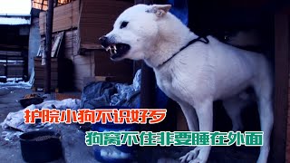 狗狗寧死不肯踏進狗窩，零下二十多度的冬天，也堅持睡在外面