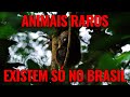 ANIMAIS RAROS QUE SÓ EXISTEM NO BRASIL!!!