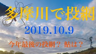 多摩川で投網 2019/10/9 今年最後の投網 鮎は？