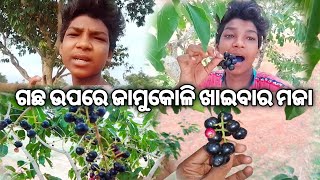 ଜାମୁକୋଳି ଖାଇବାର ମଜା ||Odia Arjun Vlog ||