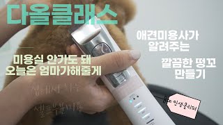 [다올클래스] 방향만 알면 누구나 쉽게 집에서 할수있는 셀프부분미용/ 강아지 셀프 위생미용/떵꼬밀어주기/항문,생식기밀어주기/셀프애견미용/바비온클리퍼/ep88