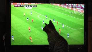 サッカー観戦をする猫