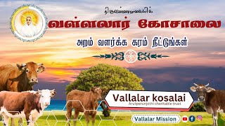 வள்ளலார் கோசாலை | Vallalar Tiruvannamalai Ghosala #kosala #goshala #tiruvannamalaigoshala #vallalar