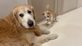 새끼 강아지가 하극상 했을 때 천사 리트리버 반응 ㅋㅋㅋ