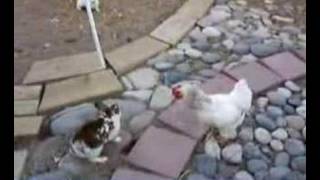 Roosters Police Cops Rescue Rabbit Fight