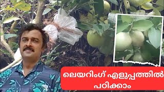 നാരകം ലെയറിംഗ് ചെയുന്ന രീതി |Method of layering |lemon farming in Kerala |@VillageFruitsChannel