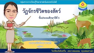 วัฎจักรชีวิตของสัตว์ ป.3