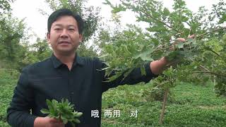 河南村民引进高钙菜，一次种种子可连割10年菜，产品不愁销