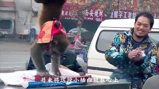 耍猴人表演时被带走，三十多天后发现自己心爱的猴子死亡