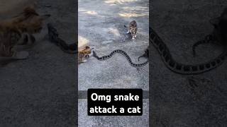 Omg snake attack a kitten #funntcats #christmas #funnyanimals