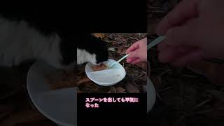 【ネコ日記】久々のおかわり待ち #shorts  #地域ネコ #cat #ねこ #猫 #ネコ #cat