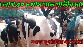 @372 5লাখ টাকা 8মাস গাভ গাভীর দাম জানুন ধাপের হাট| pregnant cow market| cow price| cow market today