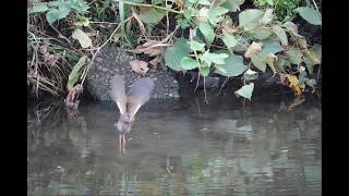 クイナ飛翔＠野川 Water rail's flying