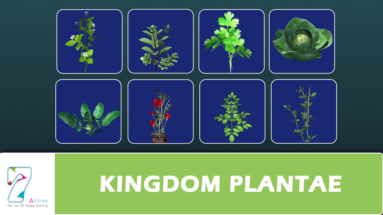 KINGDOM PLANTAE - YouTube