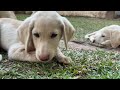 【生後88日】10頭のラブラドールの子犬・出産から巣立ちまで day 88 ten labrador puppies from birth to leaving the nest