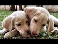 【生後88日】10頭のラブラドールの子犬・出産から巣立ちまで day 88 ten labrador puppies from birth to leaving the nest