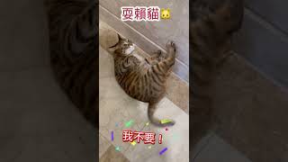 用洪荒之力耍賴！￼#cat #貓 #pets #樂樂 #貓咪 #cute #catlover #喵星人 #funny #cutecat