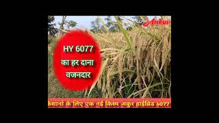 Ankur Seed @6077 paddy 🌾🌾 #video #agriculture