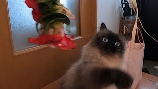 【猫】【cat】花のワークショップ｜花より紐のグリン｜花木#cat　#猫