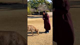 生まれて初めての餌やり体験🦌観光客NARA  PARK