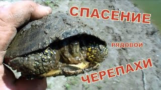 Спасение черепахи