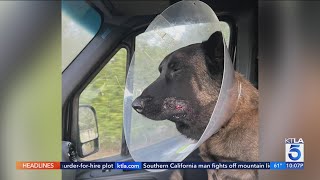 SoCal family dog takes rattlesnake bite to the face