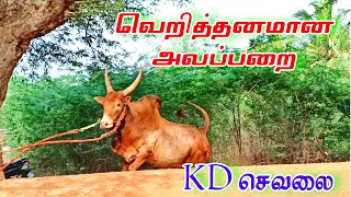 நாட்டாணி KD செவலை / மிரட்டல் பார்வையுடன் / கம்பீர நடை /என்ன ஒரு அழகு டா சாமி 😍/ KD SEVALAI