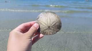 0035 Qualicum Beach, BC, Canada | Beach Walk