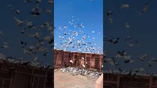 Balak hoke beta bap ki hod nahi karte #thehomesanctuary #pigeon #kabootar