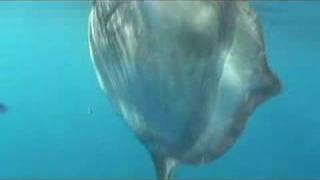 Masturus Sighting in the Galapagos Islands