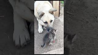 Бакс и маленький Чепусик в детстве и сейчас 🐕🐈