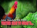 AYAM malas makan & Makan lahap Tetap Saja KURUS,  Rutin Pakai Ini (Manfaat Daun Kenikir) Aman