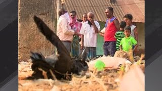 Culling of Poultry begins in Odisha